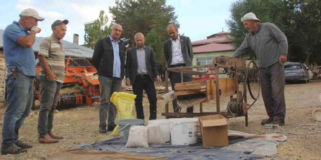 Modern yöntemler kabul edilmiyor, geleneksel hasat ediliyor! Ata tohumun ürünü: 10 yıldır bu usul kullanılıyor 3